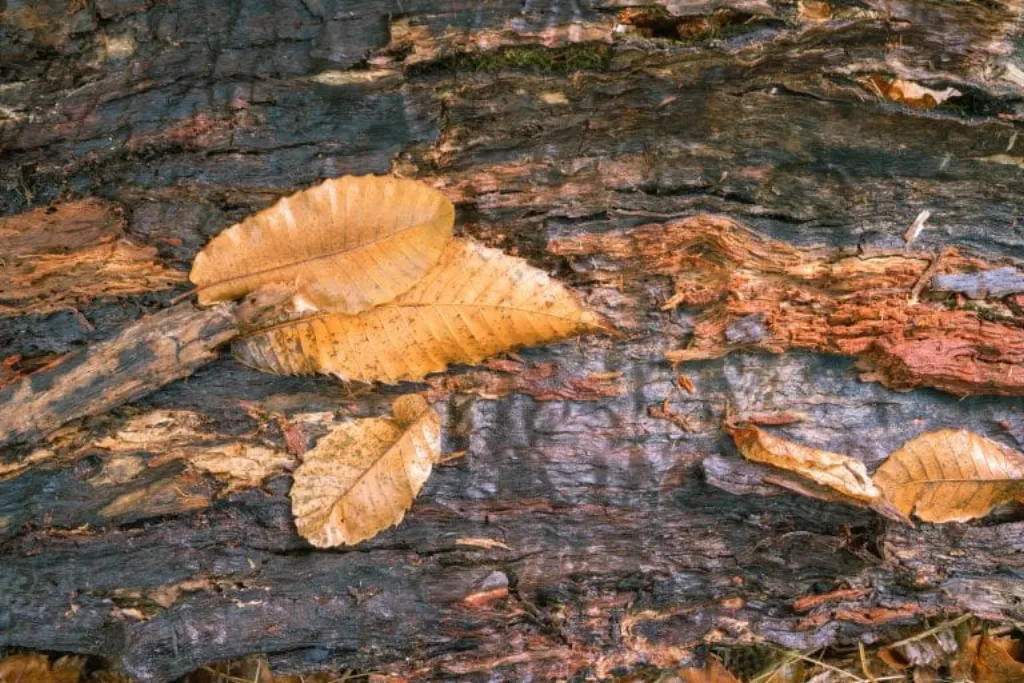 render forest